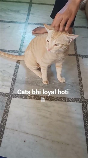 People think that only dogs are but cats are also loyal🥰