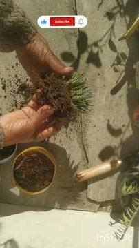 🧿How to save Root Rot Haworthia Jebra Plant 🌵☘️ #ytshorts #shorts #trending #bestyoutuber