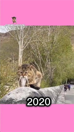The Most Mysterious Cat Memes In Internet History! 🌌🐾