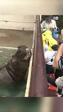 When a hippo's teeth were cleaned with a one-meter-long brush [Hippo's teeth brushed at zoo in we...