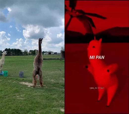 Dancing Llamas: A Zuzuzu FitCheck with the Llama Crew