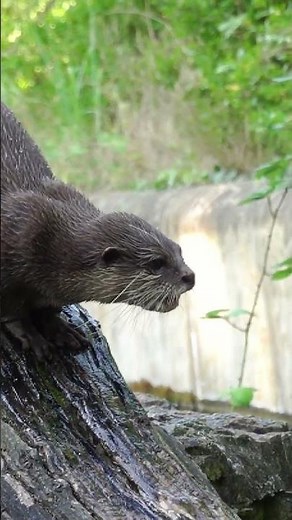 Otter Singing Screaming Funny Animals #shorts