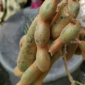 Traditional Hand Grounded Raw Tamarind Chutney 👌😋 | Hasini Kitchen