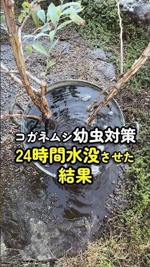 How to Deal with White Grubs | Results of 24-Hour Submersion... All Revived