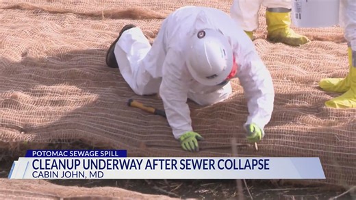 C&O Canal cleanup under way after sewage pipe collapse