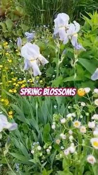 Welcome Spring🌷🌿#shorts #spring #naturelovers #shortsfeed #short #viral #flowers