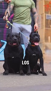 11K views · 11K reactions | Los 4 perros más poderosos del mundo #perros #dogs | LadrandoBelleza | Facebook