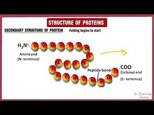 3: Structure of Proteins | Amino Acid Chemistry || The Biochemistry Academy