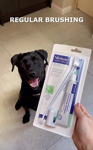 1.5K views · 70 reactions | What are your pet's teeth like? It's important to keep on top of your pet's oral hygiene. Check out our dental care product range, designed to help improve your pet's oral health. 醴 Enzymatic toothpaste 醴 Vet Aquadent FR3SH 醴 VeggieDent FR3SH Dental Chews Find these products on our shop  https://loom.ly/tBlS6P0 #DogDental #DogOralCare #PetDental | Virbac | Facebook