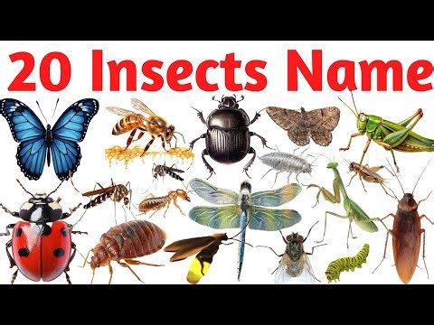 Learn 20 Insects Name in English and Hindi | कीड़ों के नाम | Kids Educational Video