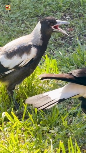 Australian Magpie Sounds