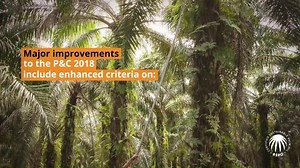 Palm oil can be produced in a sustainable way, free of deforestation and exploitation 🌴🌏 | Roundtable on Sustainable Palm Oil - RSPO