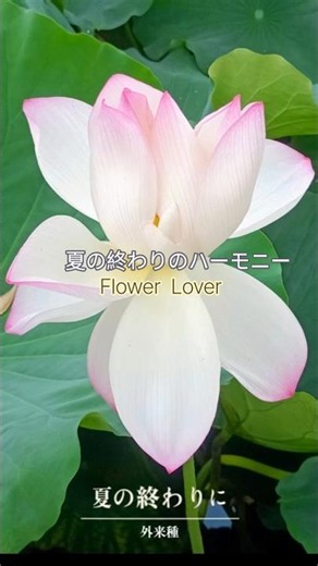 夏の終わりのハーモニー ｜ 季節の移ろいと美しい花々
