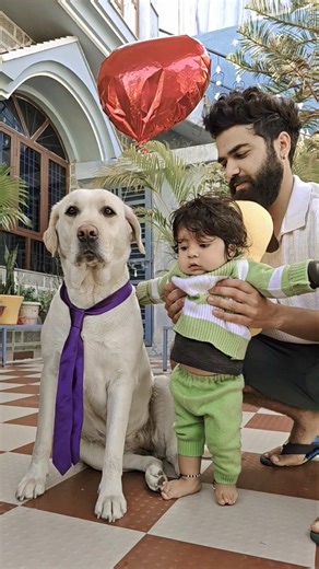 Life With Whisky 🐾 | Day 84 #dogs #dogshorts #funnyvideo #youtube #retreiver