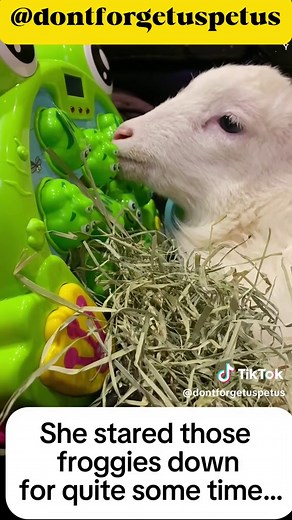 Kiki’s Never-Give-Up Moment: Pushing the Froggies