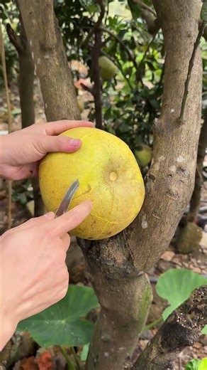 Cut Ripe Juicy Grapefruit #fruit #fruitcutting #grapefruit #shorts #foryou
