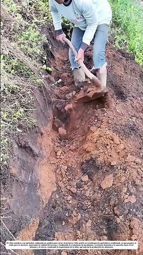 Cultivando la Tierra: Cómo el Arado Transforma el Suelo para la Siembra
