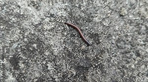 Little red baby Millipede walking on the cement blocks in the morning, wildlife, stock video, 4K.