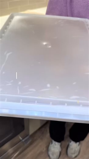 Spark’s Sprinkles Cookie Dough Restocked ✅ 🫶🏻🍪 #justchippys #cookies #cookie #cookiedough #cookiedoughbites #asmr #asmreating #asmrsounds #foryou #explore | Just Chippy's