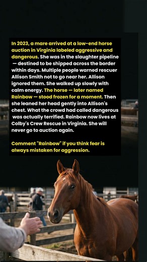 Everyone Called Her Aggressive and Dangerous. One Woman Walked Up Anyway.