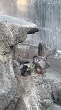 Adorable Bear Hugs for Everyone! 😊🧸