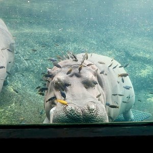 850K views · 10K reactions | Timothy is all cozy and relaxing in his heated pool! 鍊 | San Antonio Zoo | Facebook