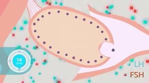 La régulation du cycle ovarien | Biologie Université