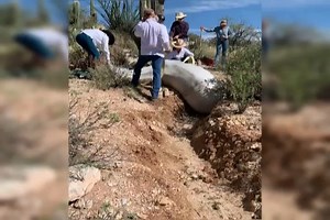 VIDEO: The Pima County Sheriff's Department shared this video of first responders rescuing a horse, who fell down a ravine at Tanque Verde Ranch. https://bit.ly/2AMmRb9?utm_medium=social&utm_source=facebook_News_4_Tucson_-_KVOA | News 4 Tucson - KVOA