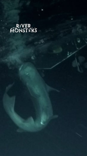 Over 1 hour for Jeremy Wade to reel in this true monster of the deep 🦈 #rivermonsters #jeremywade #fishing | River Monsters Global