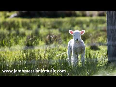 The Sacrifice Lamb - LAMB - JOEL CHERNOFF THE OFFICIAL CHANNEL