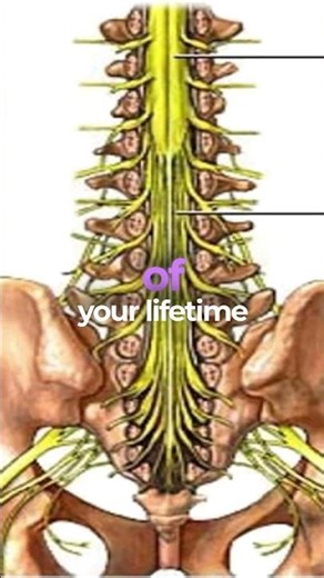 Ancestral Pathways of the Nervous System ✨