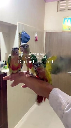 Yellow sided Conure Free-fly indoor fully tame and play fully #parrot #parrot #conure #india