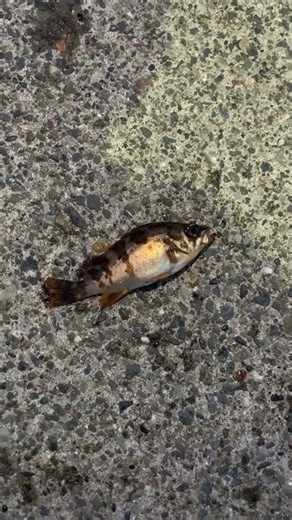 【三崎港・北条湾】サビキ釣りの釣果情報 2026年3月1日 メバル
