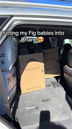 Guess correctly you’ll get a free mini fig tree, free shipping. deadline, February 22#luckygirlsyndrome #Chanel#goals2026 #portuguese #greenmatters