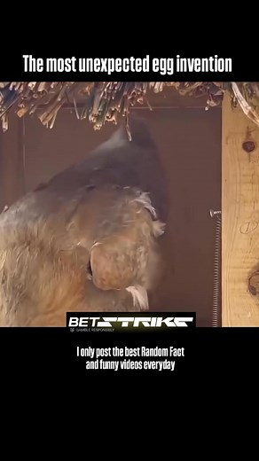 If you like Random Fact:↴ 🎯 We search the internet for the best Random Fact Content and post it here. 🍿 Check our Posts & Find Your Favorite video 👉 DM us for removal or credit #trending #trendingreels #randomfacts #didyouknowfact #dailyfacts #mindblown #learningsomethingnew #triviatime #brainsnack #factoftheday #followme #follow4follow #follow4followback #fyp | Snapfactattack