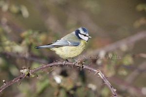 Blue tit