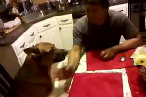 Армреслинг с собакой(прикол)