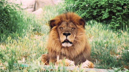 This Unexpected Lion Behavior Has Scientists Reeling!