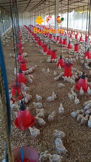 Business 🐥🐔🐓#shorts #shortvideo #trending #reels #short #shortsfeed