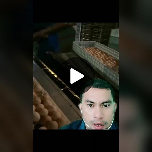 Egg Processing in Industrial Settings: A Factory Overview