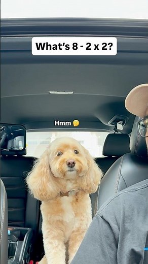 Mini Cockapoo Thinks Before Answering Math Questions 😳