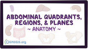 Abdominal quadrants, regions and planes: Video, Causes, & Meaning | Osmosis