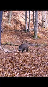 47K views · 319 reactions | Wolves taking down a Russian pig. | Hester's Black & Tan Hounds | Facebook