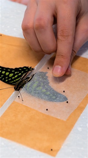 Incredible wooden butterfly creations