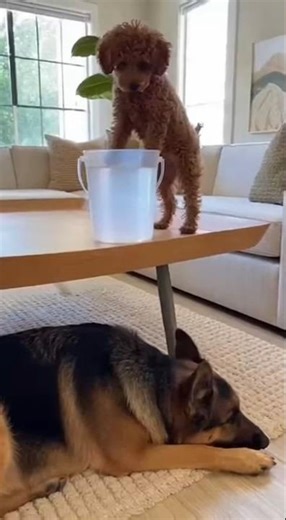 Water Prank: Mini Poodle VS German Shepherd #funny #prank #cute #doglife