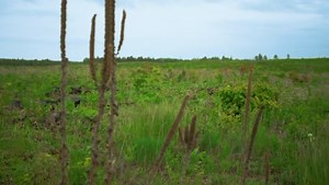Step into the world of Bayfield's Barrens and uncover the rich tapestry of this unique landscape. From diverse wildlife to tranquil meadows, this original short immerses you in the natural wonders and historical depth of this hidden gem.🌾🦌 Watch 'Wisconsin’s Barrens of the Northwest Sands' now and embark on a journey of discovery: https://bit.ly/3xRpSbi Funded by Enbridge | Discover Wisconsin