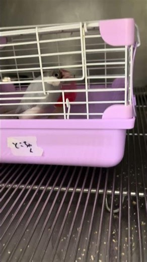 ⑺Treatment for Toko-chan, a silver Java sparrow