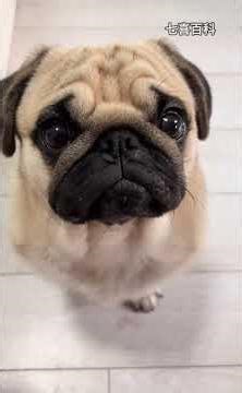 In just two minutes we ll take you through 25 types of small dogs. Which ones do you like#