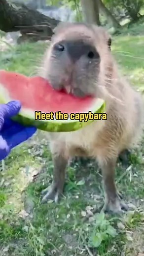 Meet the Capybara: The Friendliest Semi-Aquatic Rodent