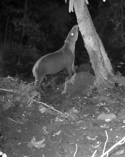A Baird's Tapir climbing for Jicaro Danto fruits